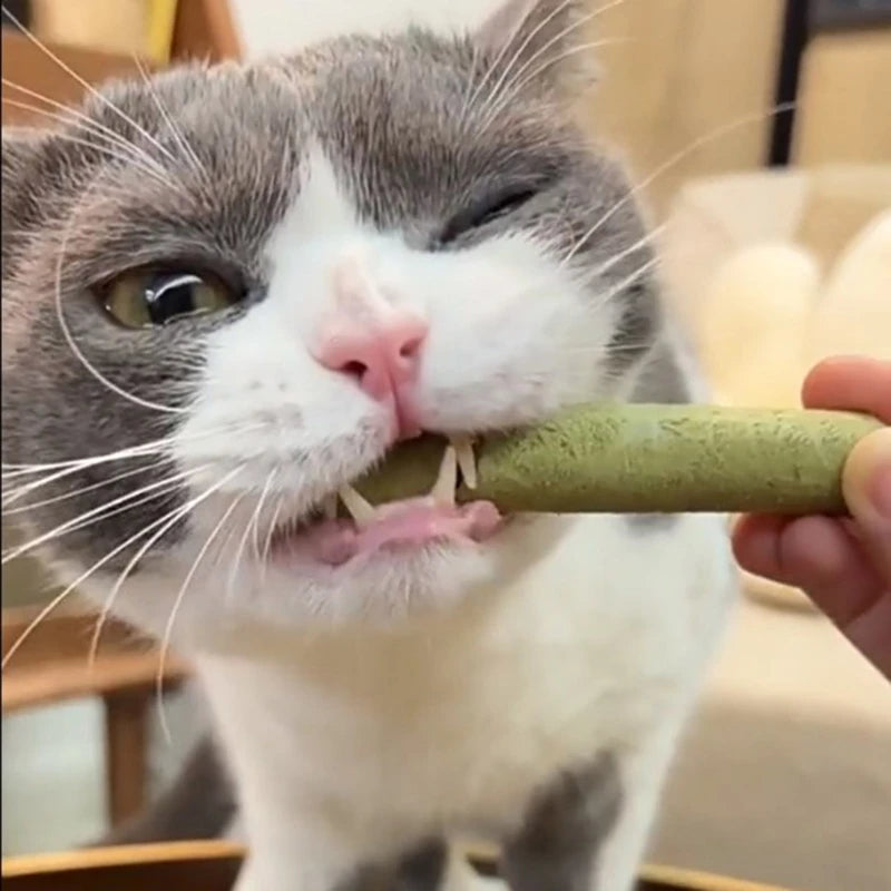 Cat Grass Chew Sticks for Cat