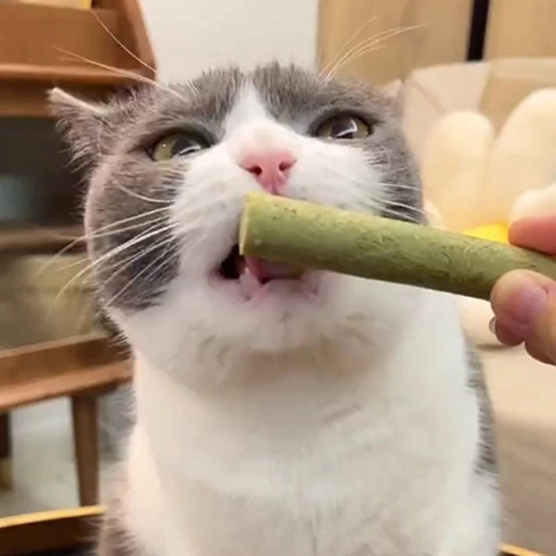 Cat Grass Chew Sticks for Cat