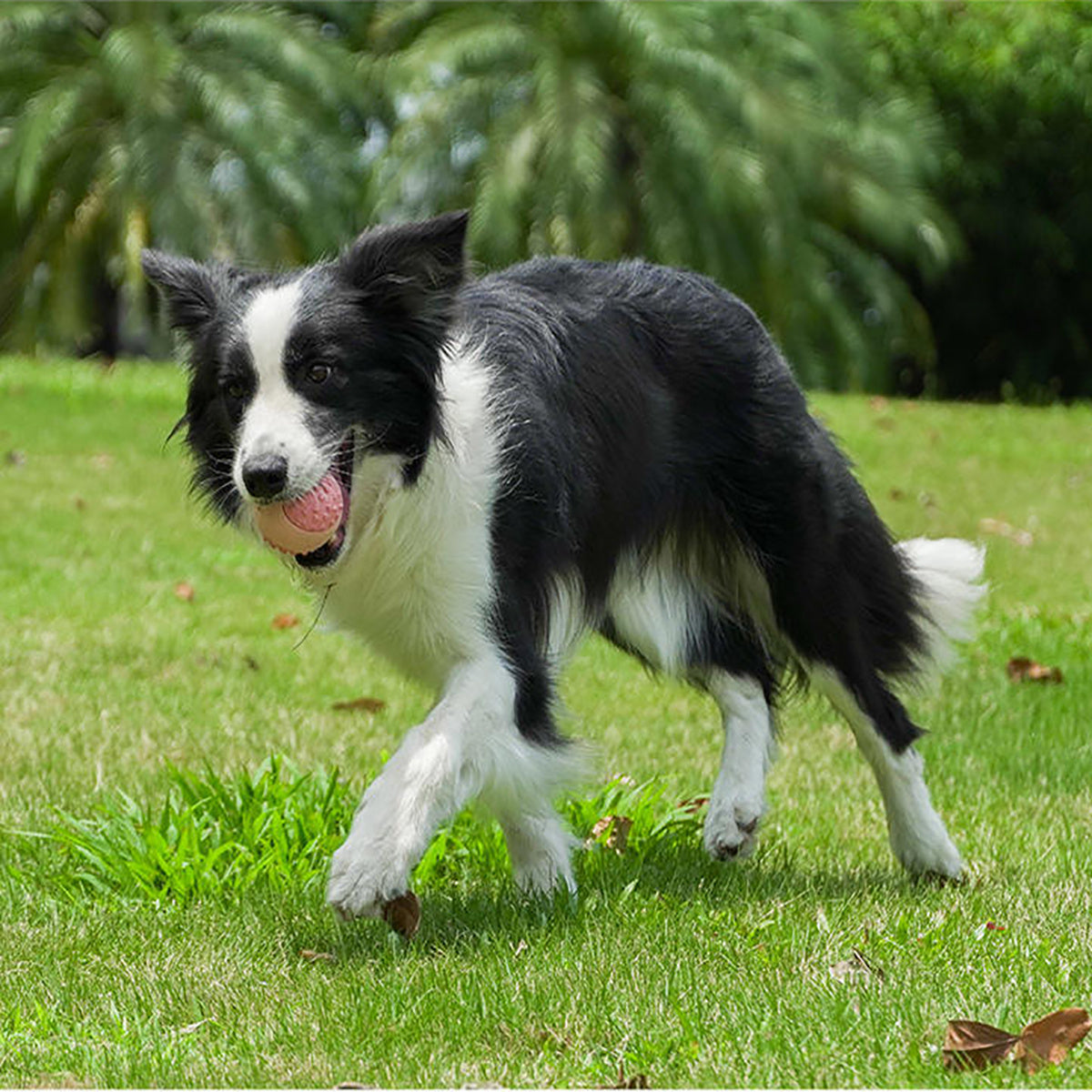 Natural Rubber Dog Ball